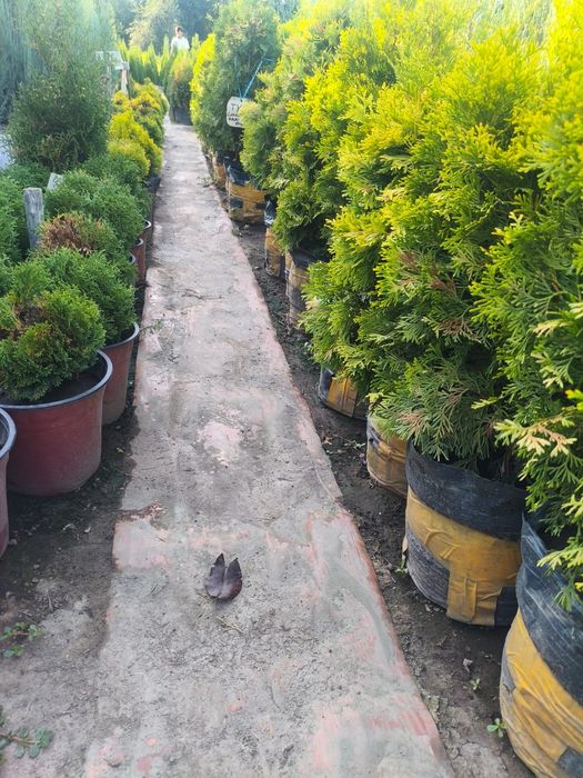 Продам туи можжевельники