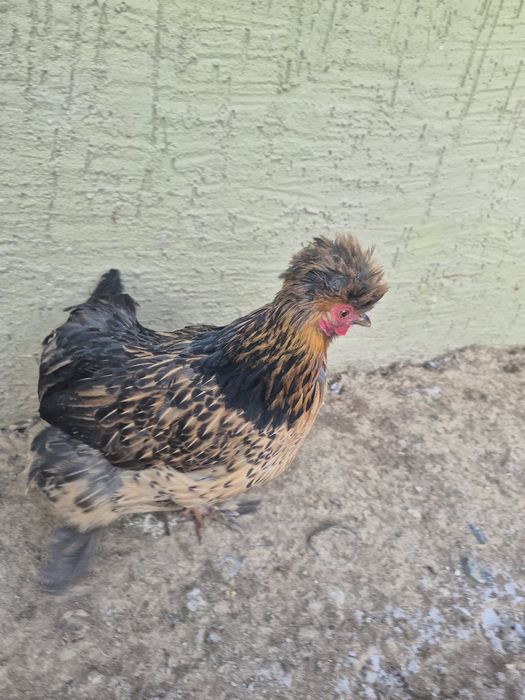 Япон кури пара  сатылады