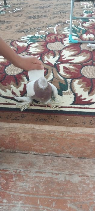 Продаётся голубь