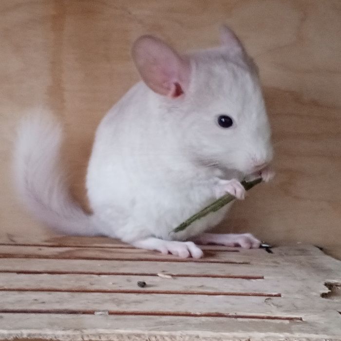 Бронь на мальчика шиншиллу