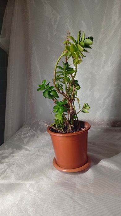 Комнатные растение:филодендрон,рео,эониум