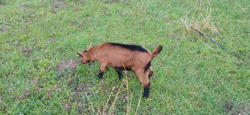 Vând iezi alpini Franțezi  pt ținut sau tăiat .Schimb cu iede