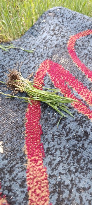 Трава новая корни целые