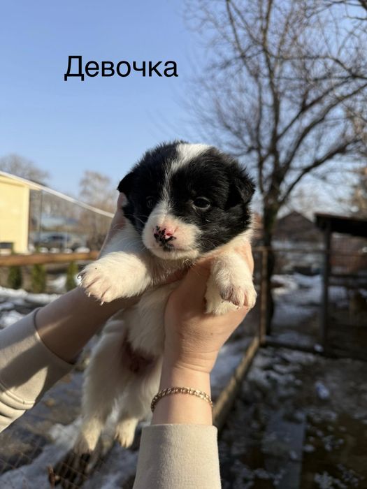 Отдам щенков в добрые руки