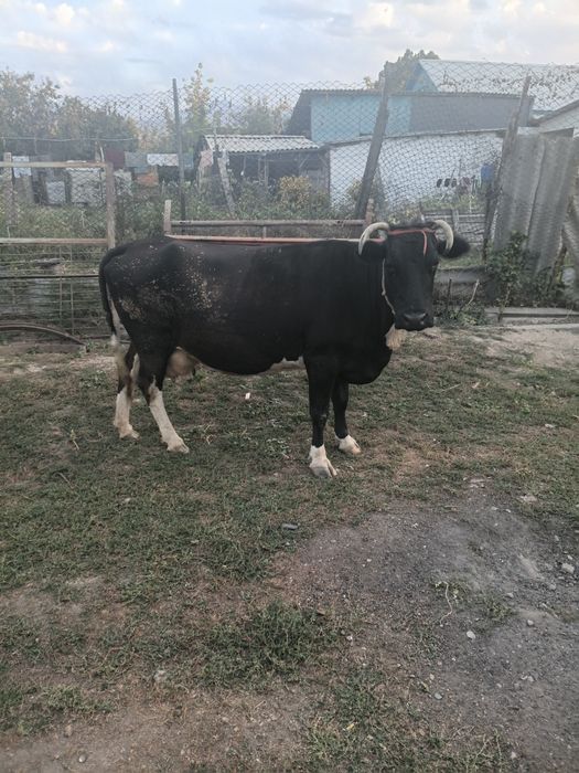 Продам домашную корову