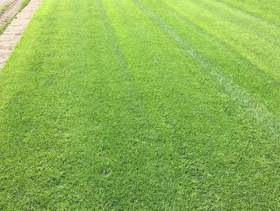 Gazon Rulou Proaspăt – Livrare în Toată Țara și Montaj