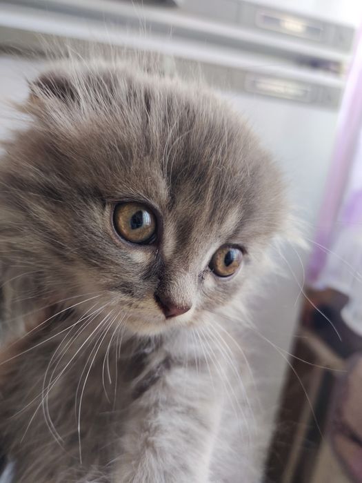 Отдам даром котят.