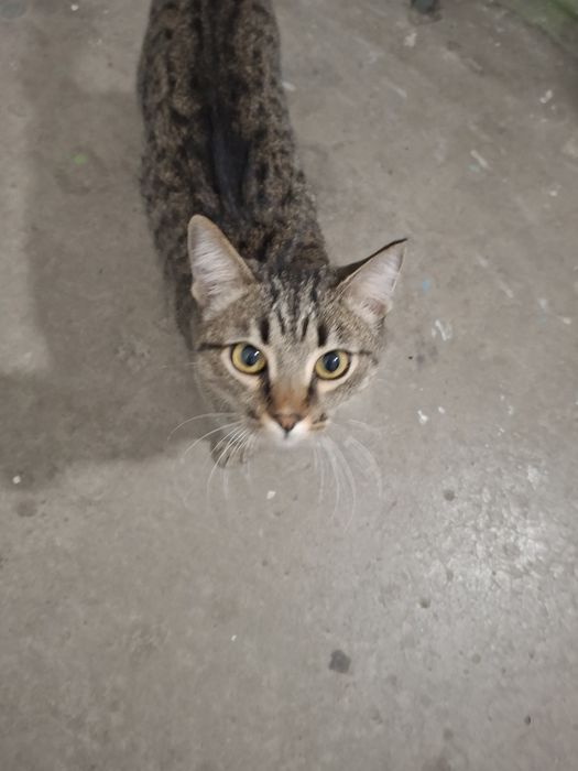 Кошечка бездомная в добрые руки!