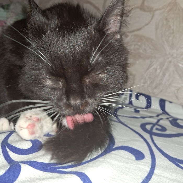 отдам котенка милый