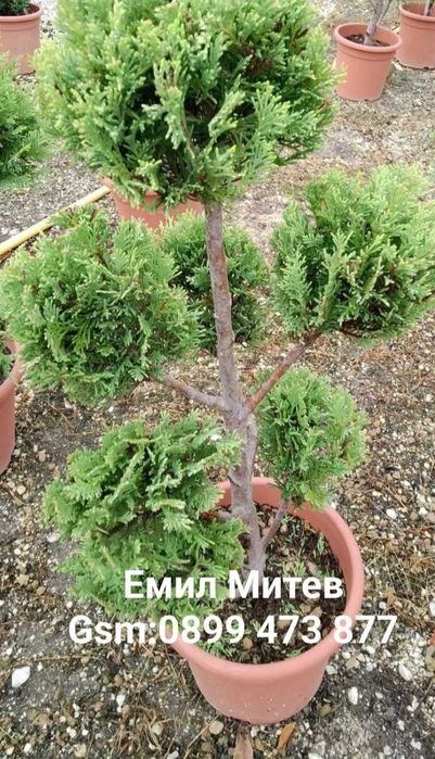 Предлагаме Туя-Смарагд и др.Озеленяване и подръжка на зелени площи