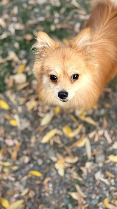 Пропала собака украли