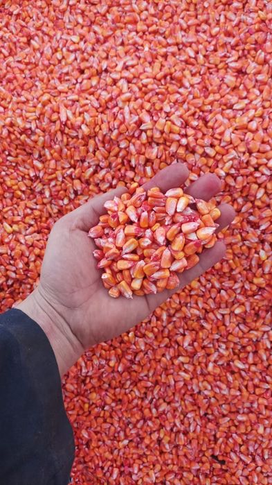 Семена кукурузы.  Жүгері. Жугери