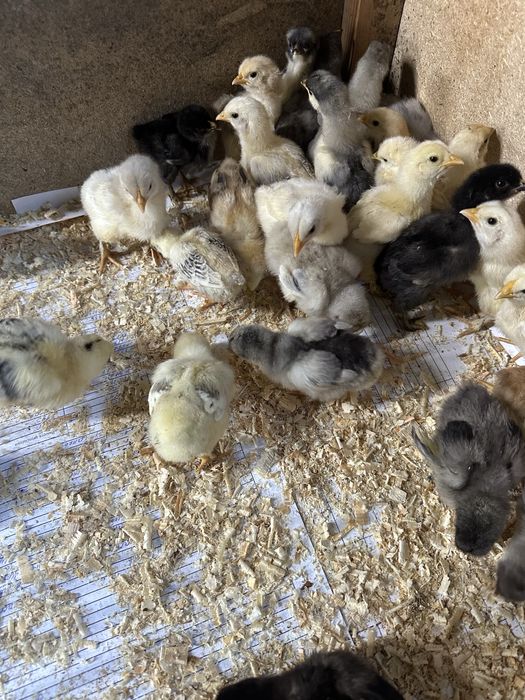 Продам домашних цыплят