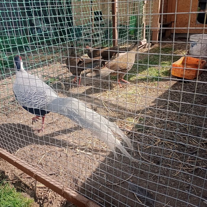 Серебристые фазаны