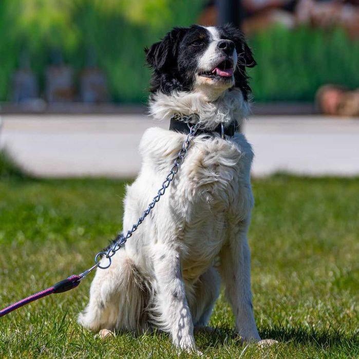 Собака (4 года) в добрые руки