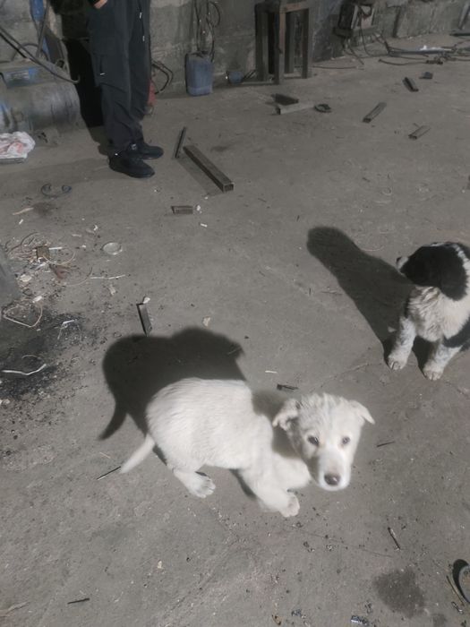 Продам щенков Алабая и Төбөт