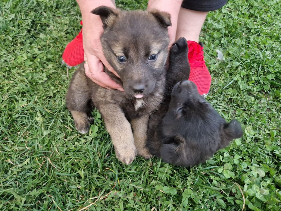 Щенки лайки 1.5 месяц