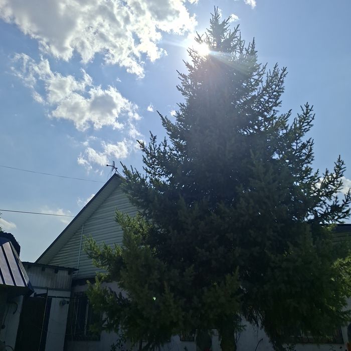 Елка живая 6-8 м