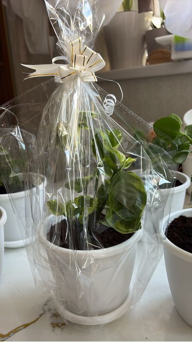 Үй гүлдері сатылады