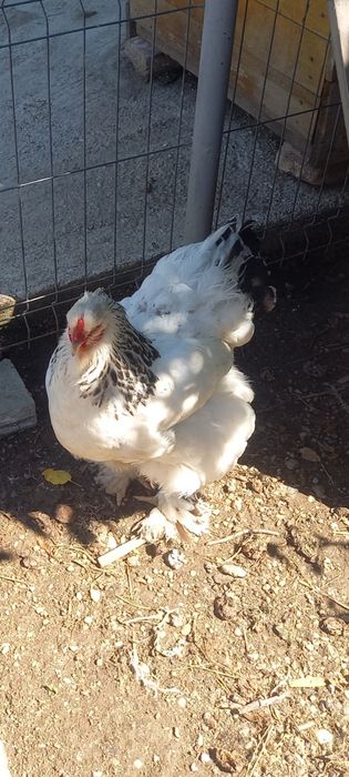 Familie brahma de vânzare