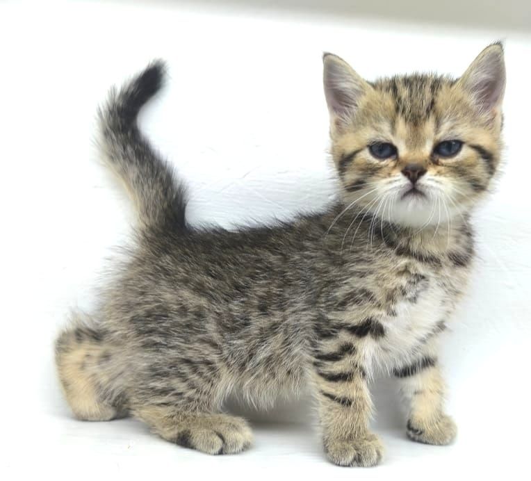 ШоТлаНдские ПрямоУхие