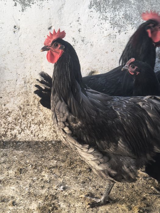 Vând cocoși Austrolop