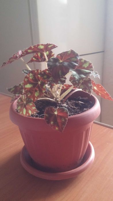 Бегония  комнатная