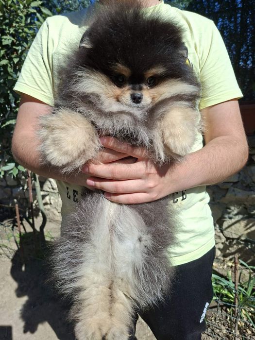 Померан момченце