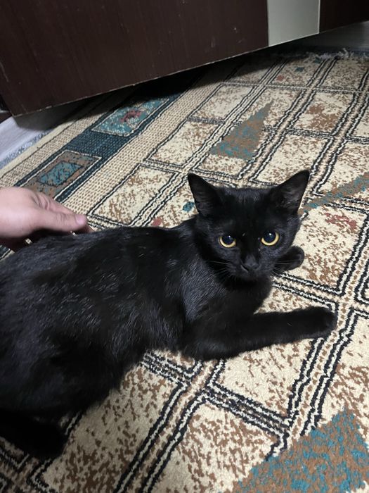 Кошка с котенком в добрые руки
