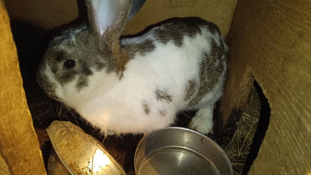 Продам молодых кролих