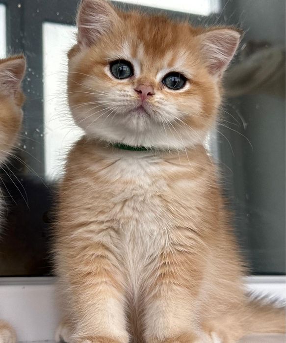 British shorthair golden fetita de ELITA ! Certificat pedigree WCF