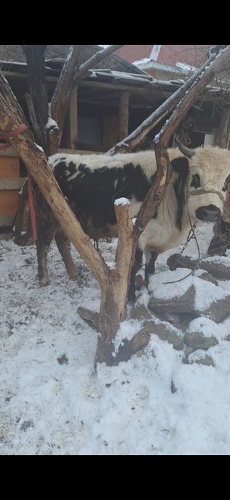 Бұқа 2 жасар ...