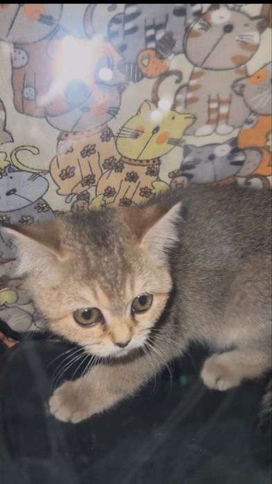 Британский фолд кошка