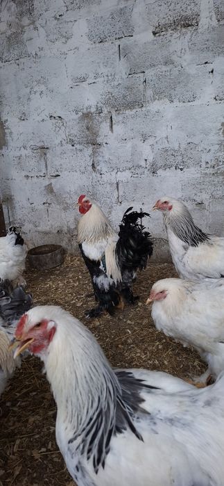 Куры брамы светлые и темные