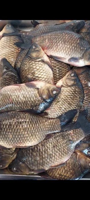 Свежая рыба Карась