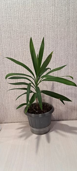 Продам цветок Юкка