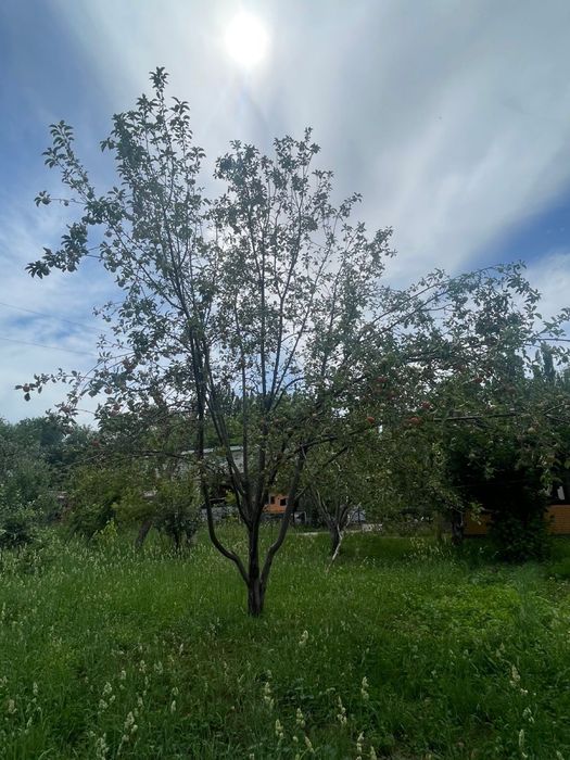 Продам яблоки столовка