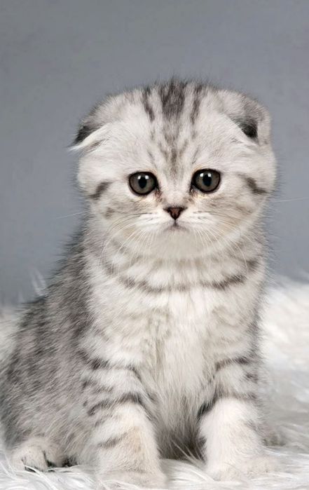 Скоттиш Страйт котята