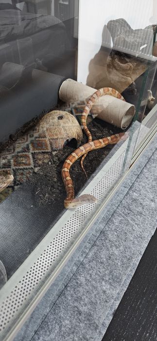 Corn snake + terariu + accesorii + hrana conge