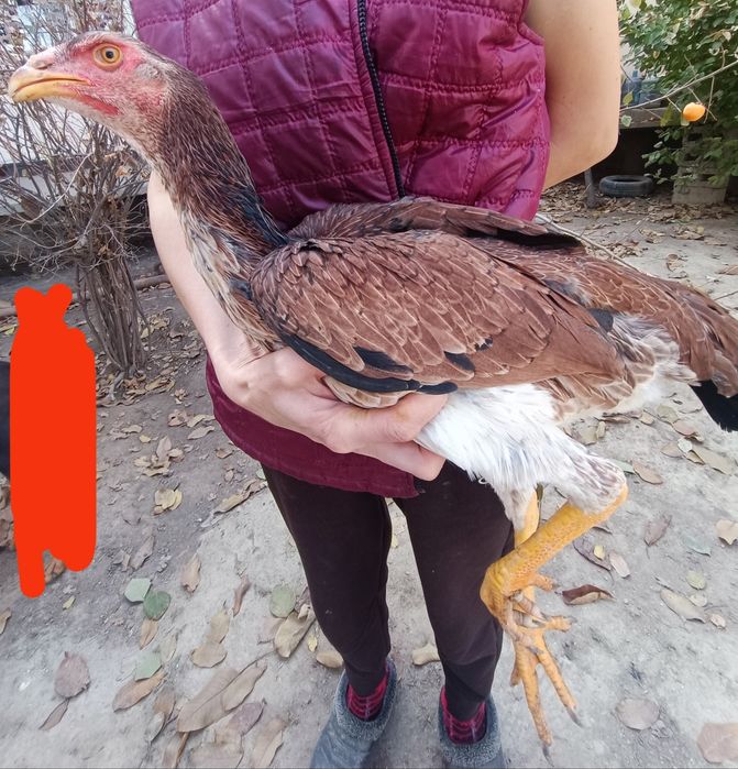 Кулянги Товуклар