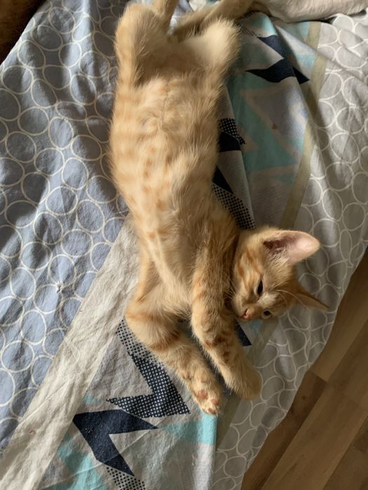 Котята 8 недель рыженькие.