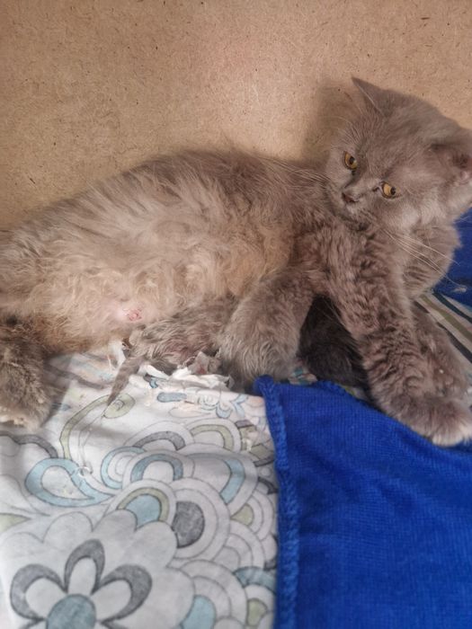 В Бронь шотландские котята