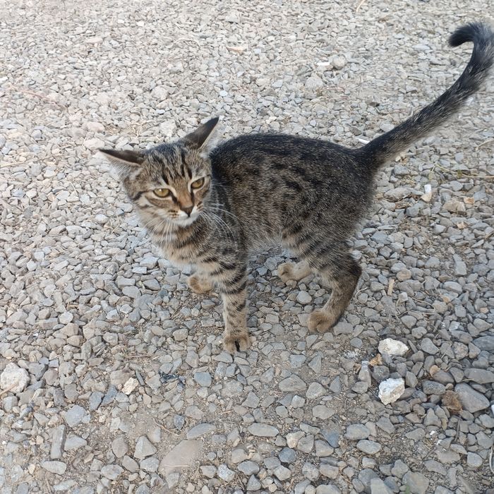 отдам бесплатно котенка