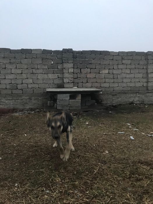 Шымкент төбет 5айлык