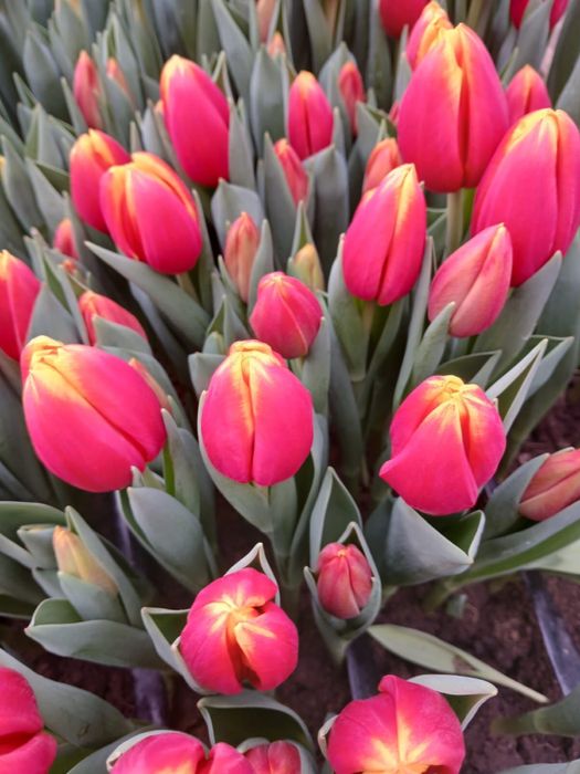 Тюьлпаны для корпаратива