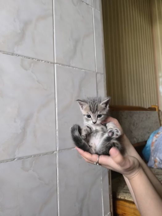 Mushuklar sotiladi / Продаются котята