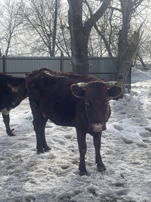 сиыр сатамын бузауымен бырге