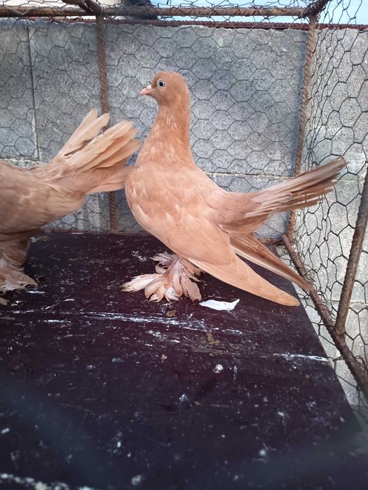 Porumbei Roller Persan