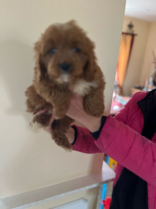Cavapoo băiețel Red