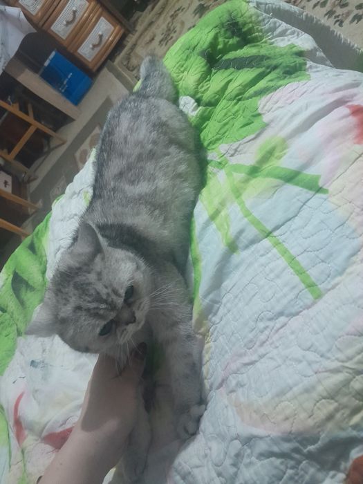 Мысык сатылады срочно